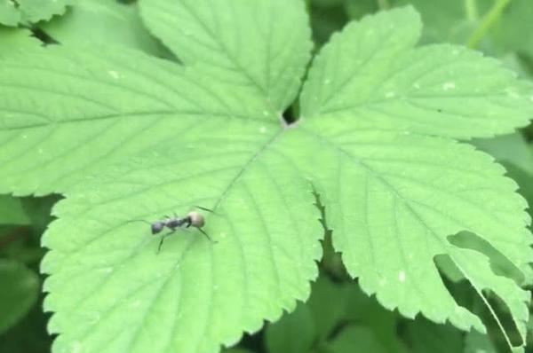 它是农村人人厌恶的野草,却被称为"活血草",药食两用价值不小