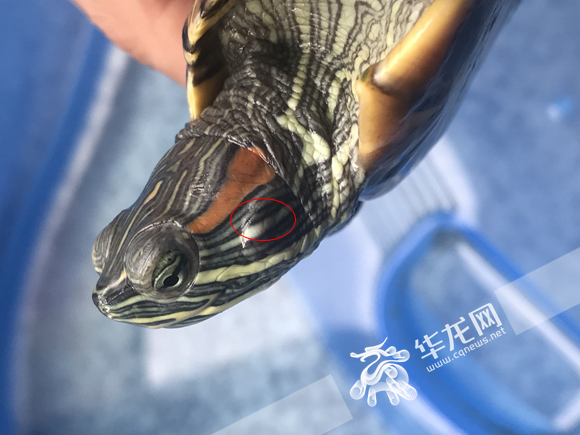 调查乌龟患中耳炎诊疗费要2000元?主人花几元钱搞定!