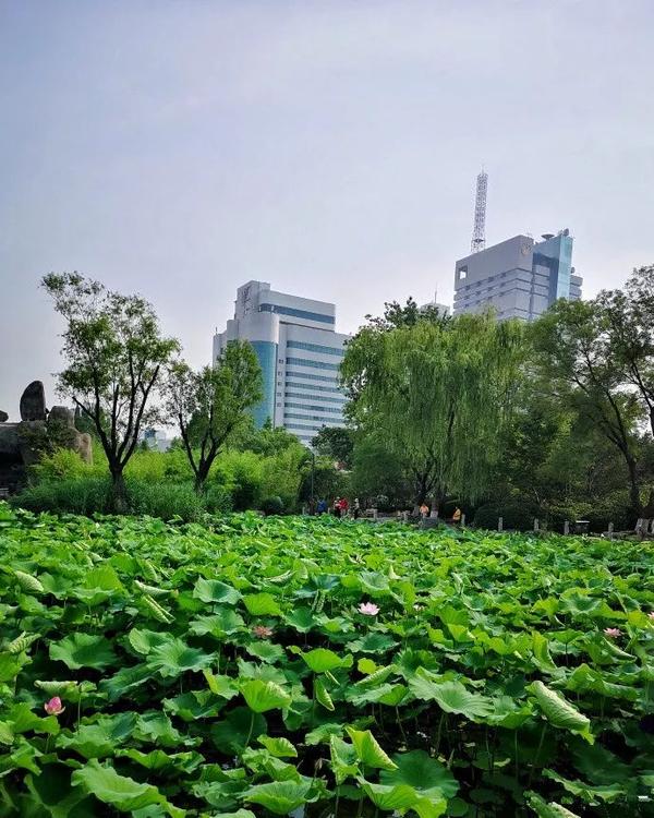 来济南,看最美的"荷池仙境"