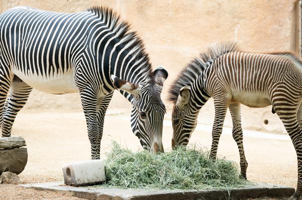 洛杉磯動物園:小斑馬首次與遊客見面