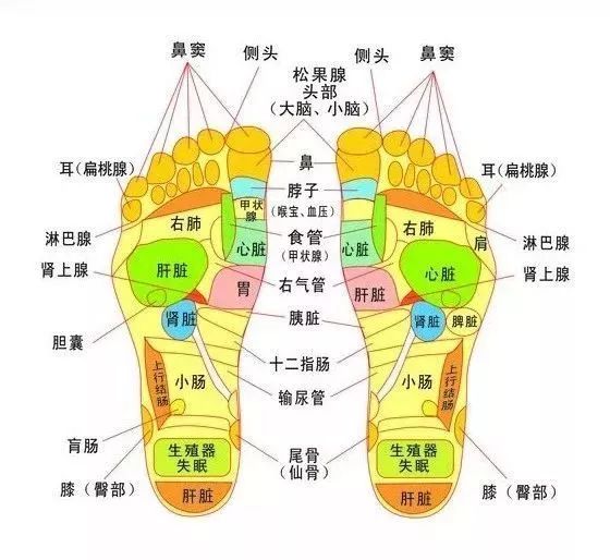 人体脚部对应器官图图片