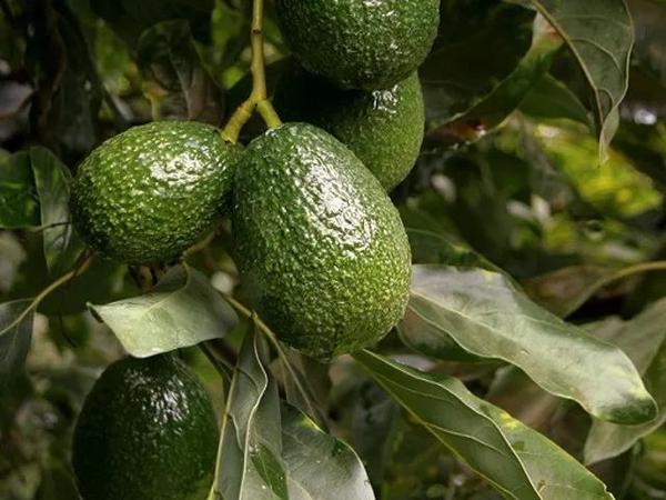 超大个的墨西哥牛油果!一个近半斤重