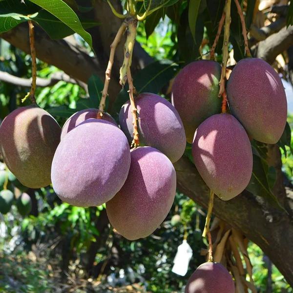 【买6斤送3斤】这颗爱文芒果,比脸还大,答应我不要自己一个人吃!