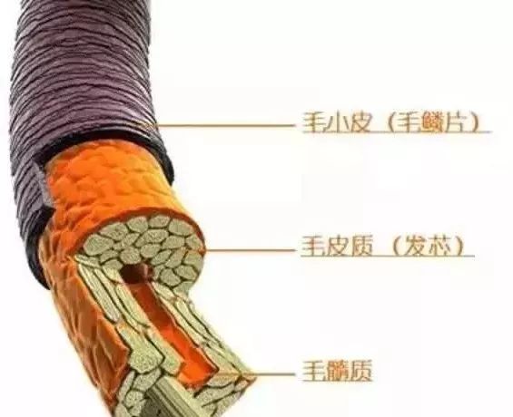 毛小皮为一层薄而透明的角化细胞,彼此重叠如屋瓦状,是毛发