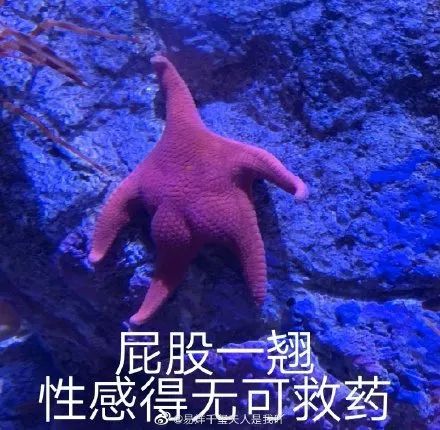 于是网友们开始给这只"派大星"疯狂p图 配