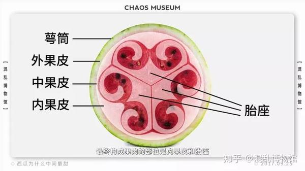 西瓜的结构组成示意图图片