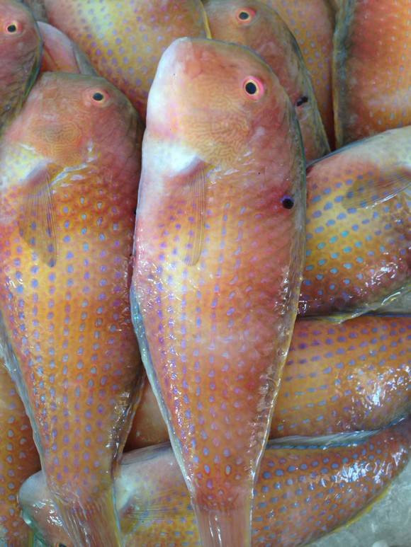 鱼蒸熟后拿出,锅放油,将热油淋在蒸好的鱼上    莺歌鱼    也叫鹦哥鱼