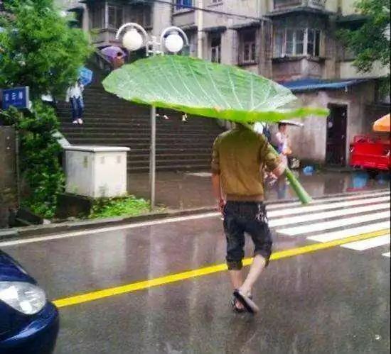 淋雨落汤鸡图片搞笑图片