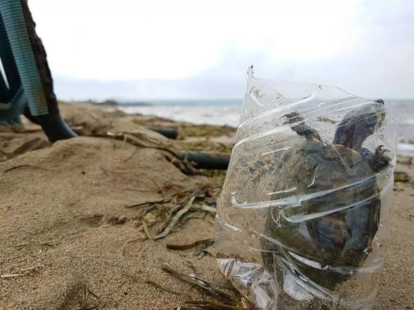 你丢进海洋的塑料垃圾,最终竟被端上餐桌