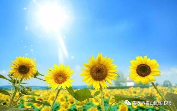 书法培训