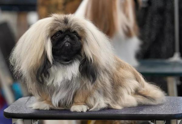 北京犬 wikimedia commons 就像懒洋洋