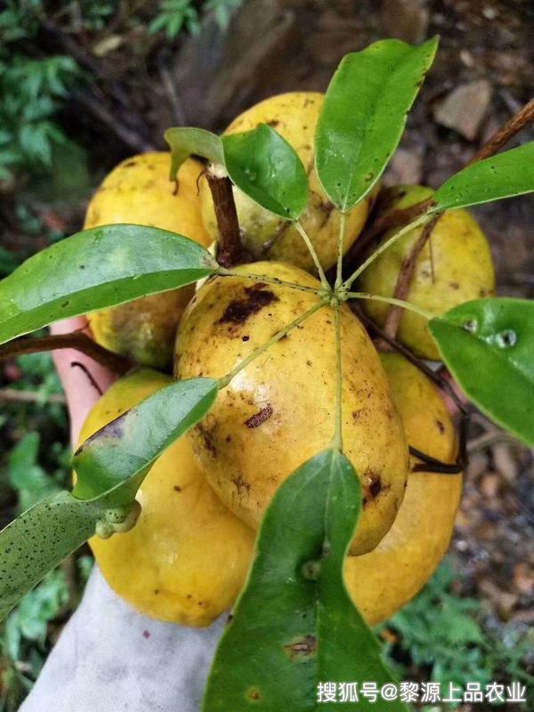 这种野果称作"九月黄",果实长得像芒果,全身都是宝
