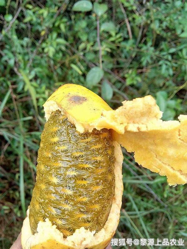 这种野果称作"九月黄",果实长得像芒果,全身都是宝