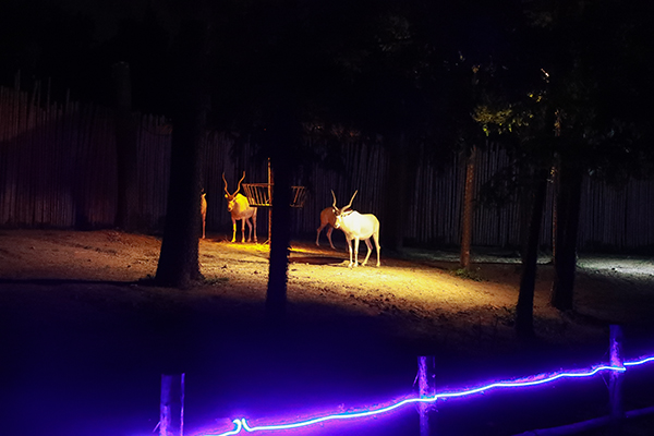 去上海探秘夜间动物王国!国内首个特色夜间野生动物园迎客