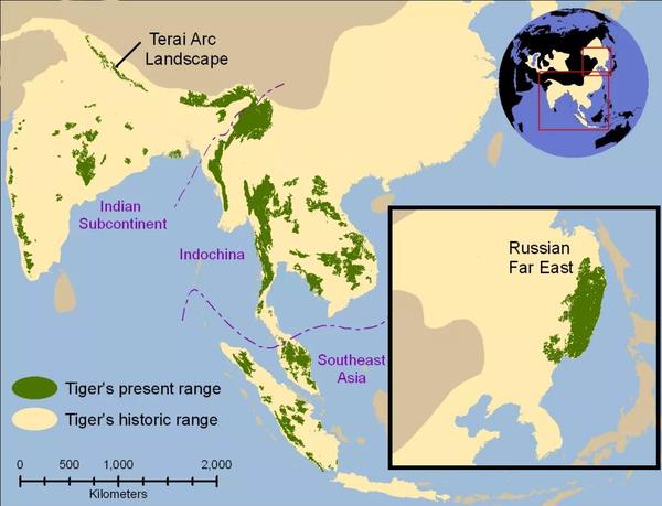 乳黄色区域为1850年虎的分布范围;绿色区域为2006年虎的分布