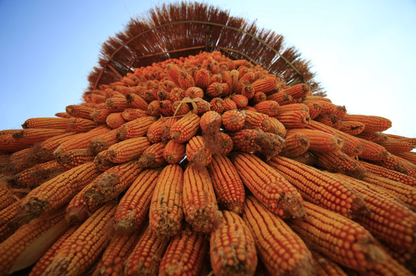 堆成巨大高垛的玉米