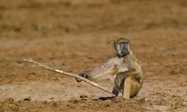 每只猴子都有一个当孙悟空的梦,            碰到棍子都想玩一