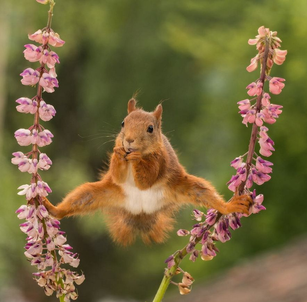 松鼠发功,猴子泡澡,史上最不正经动物摄影,原来你是这样的大自然!