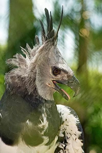 自然界最强凶残鸟类,看起来居然是蠢萌沙雕本雕?