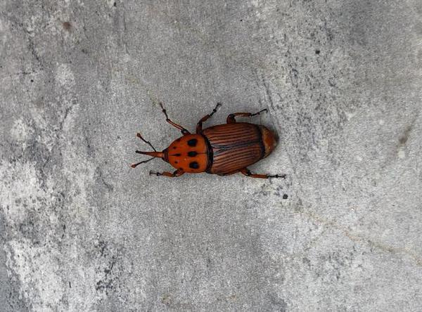 领域人士折翼丛林解答,据折翼丛林回复消息称:"这种虫子叫红棕象甲