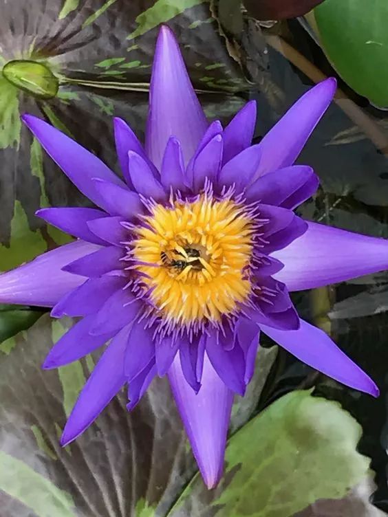 一花一世界,一曲一天堂(真美!