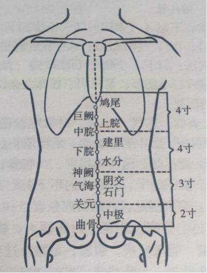 肚子反射区位置示意图图片