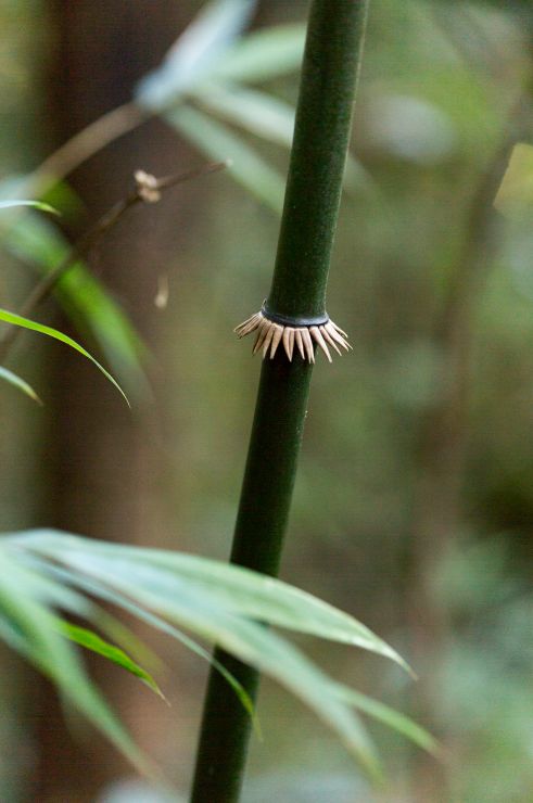 濒临失传的香竹茶,茶人小圈子里都难得一见