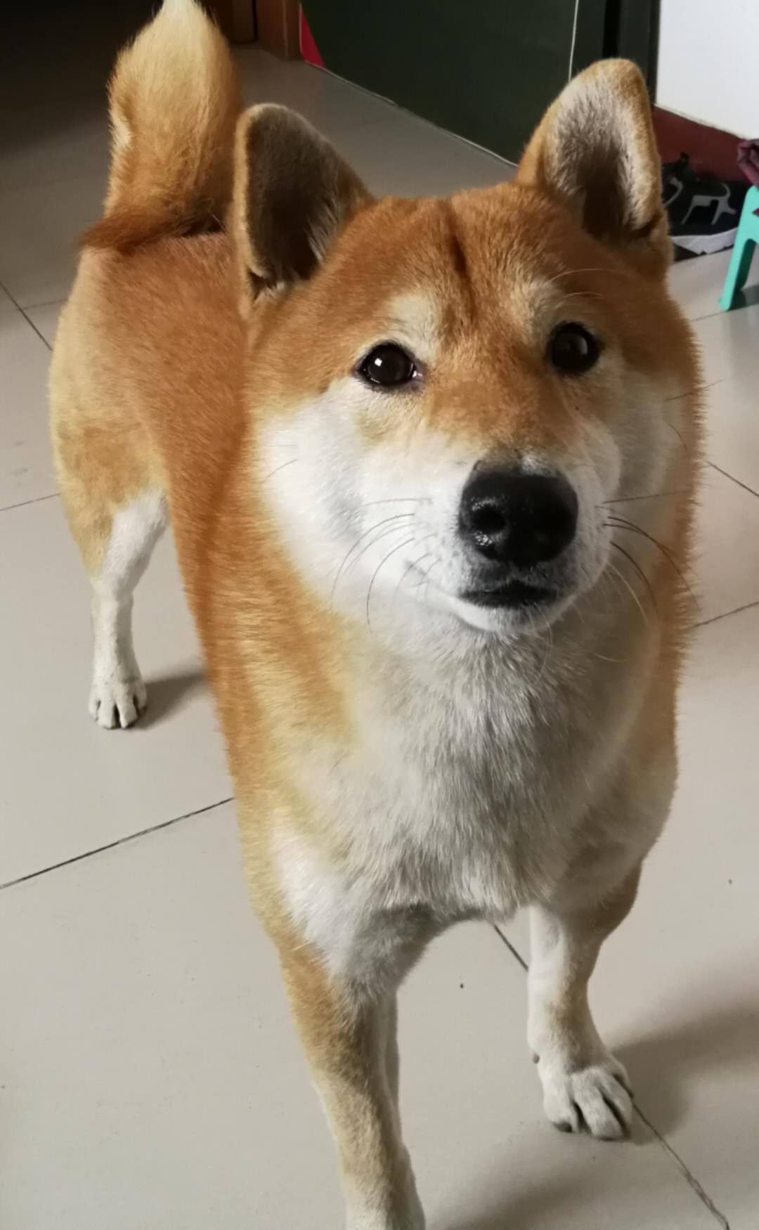 11晚9點經七緯五路附近丟失一隻立耳柴犬-齊魯晚報網