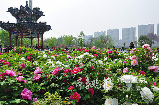 花海人海相輝映曹州牡丹園將打造成5a級景區