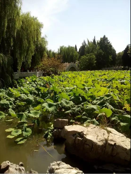 【岱下随笔】古莲花池-齐鲁晚报网