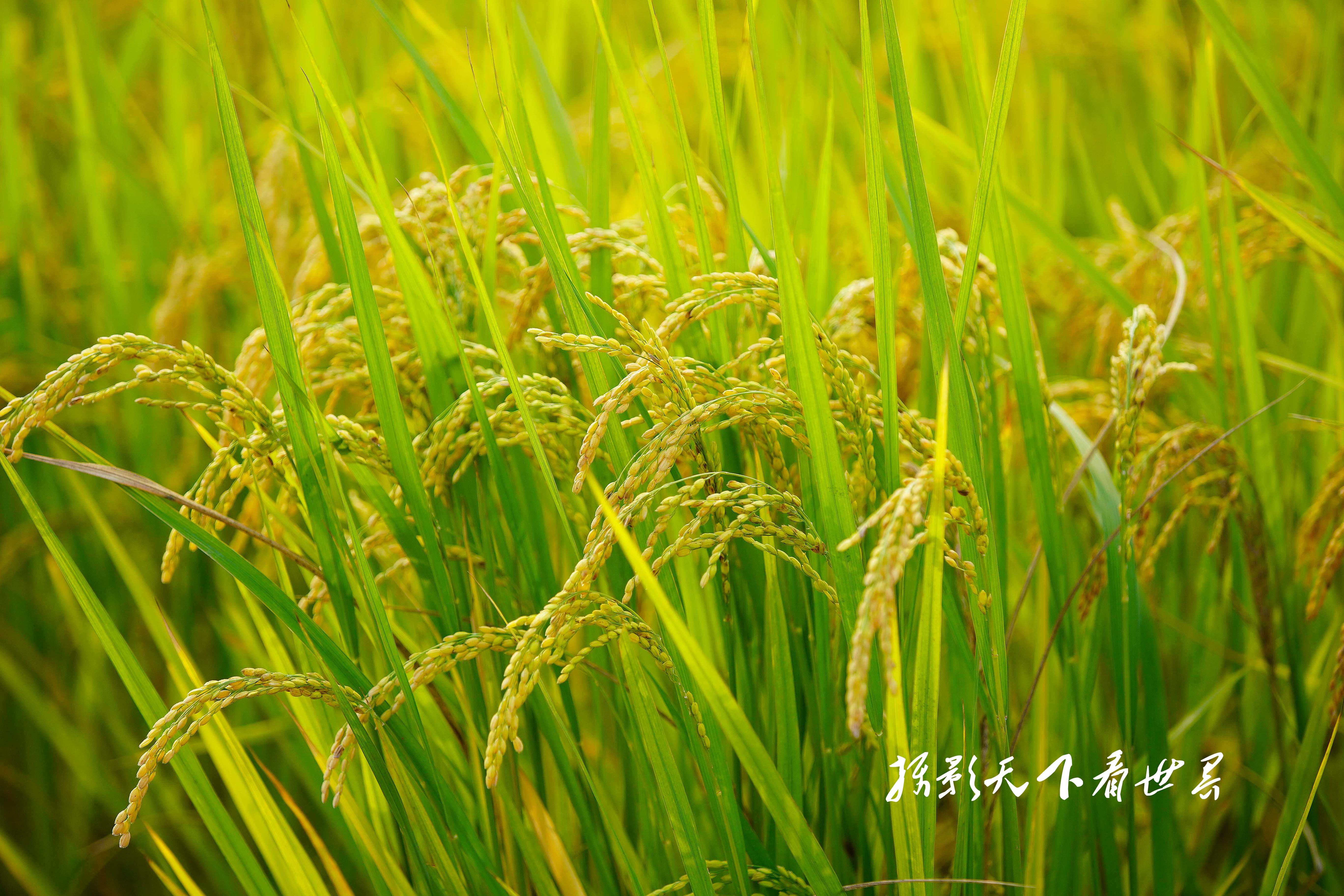 济南吴家堡黄河水稻开始收割 金色田野稻谷飘香