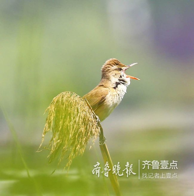 涂着口红叫声响亮姿态优美的小鸟大苇莺