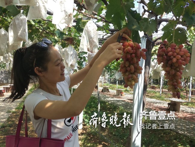 大泽山葡萄节开幕,32岁金字招牌诠释食在平度