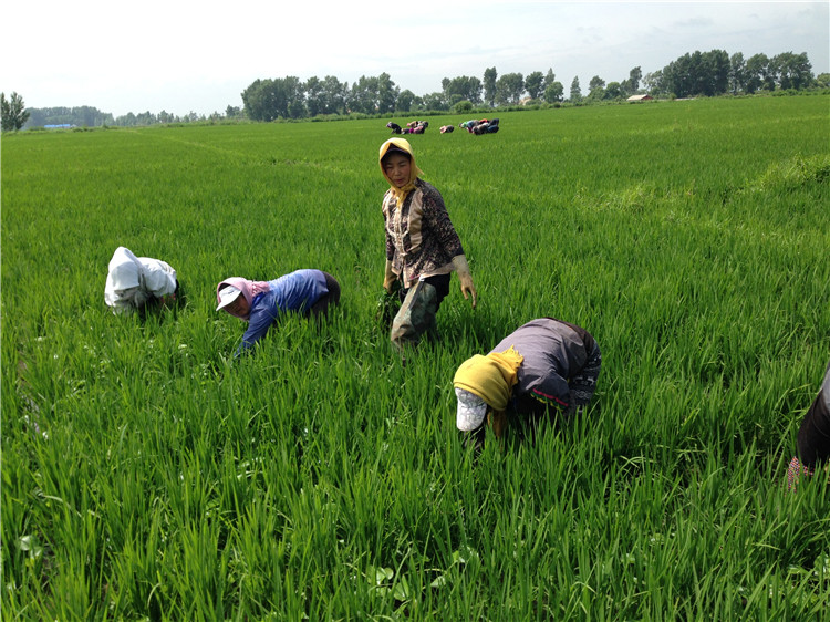 在大米培育,种植,灌溉水源,施肥等全部生长的过程中,遵循古法种植