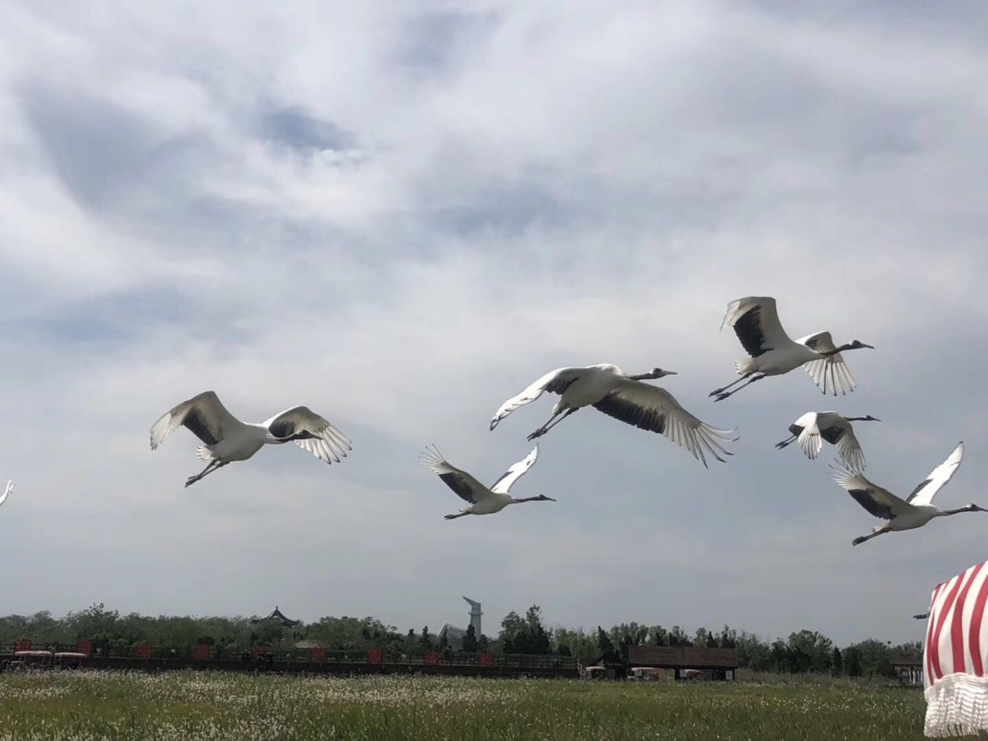 朱咸甜 饕餮现身江苏盐城,呼吁人与自然和谐相