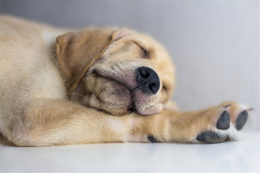 狗狗睡觉100%会做梦!抖腿越厉害象征梦境越精彩