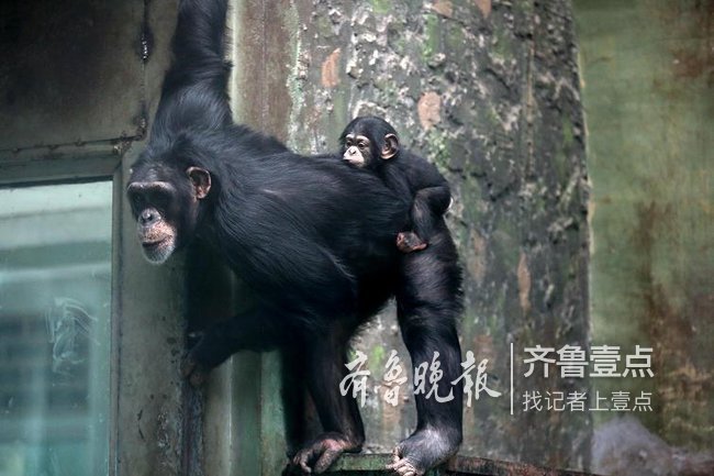 济南动物园黑猩猩家族增加新成员了