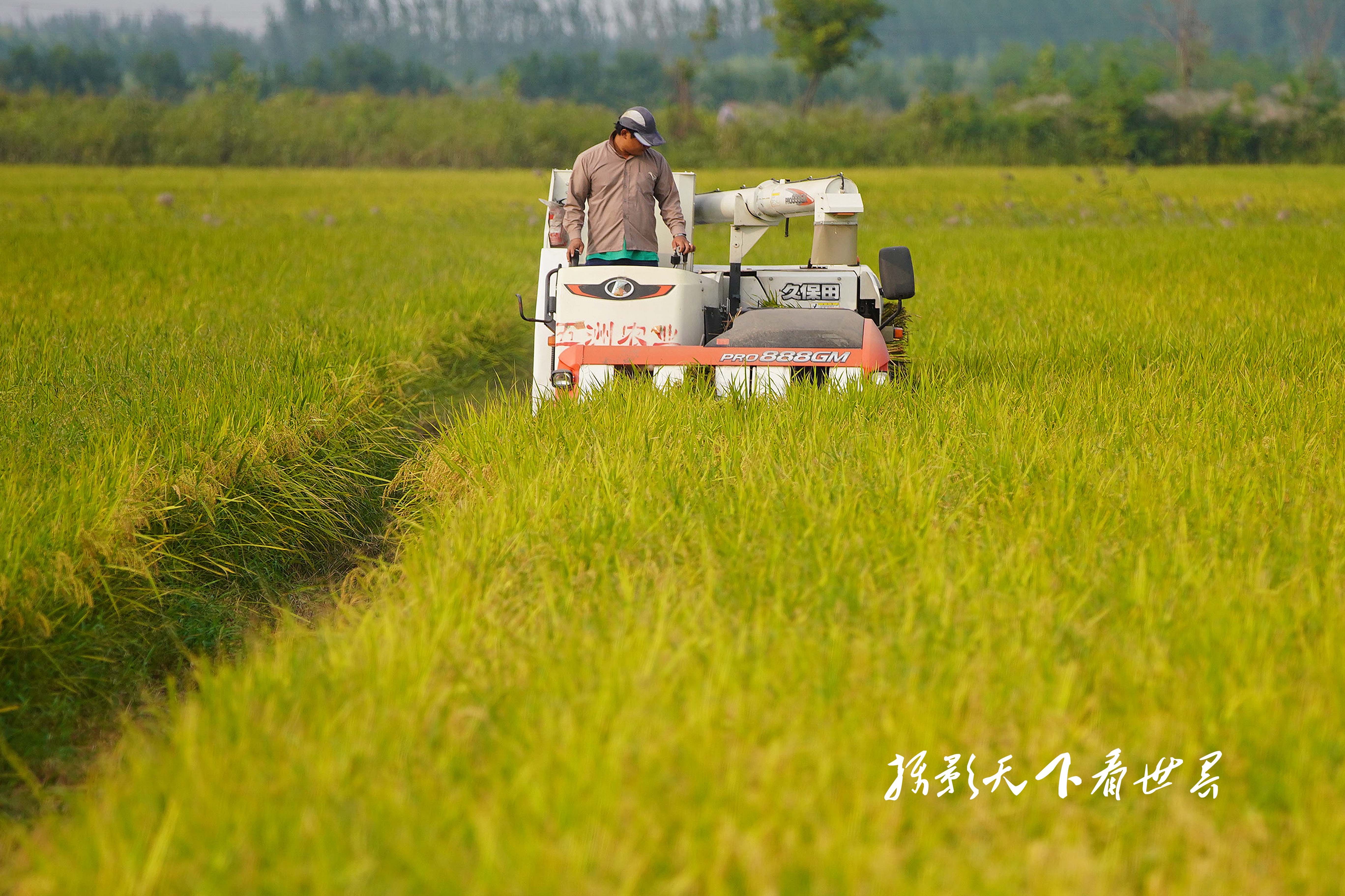 济南吴家堡黄河水稻开始收割 金色田野稻谷飘香