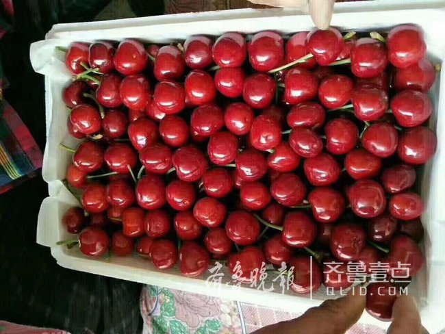 速度!1.5万箱烟台大樱桃坐上头等舱,首飞南京
