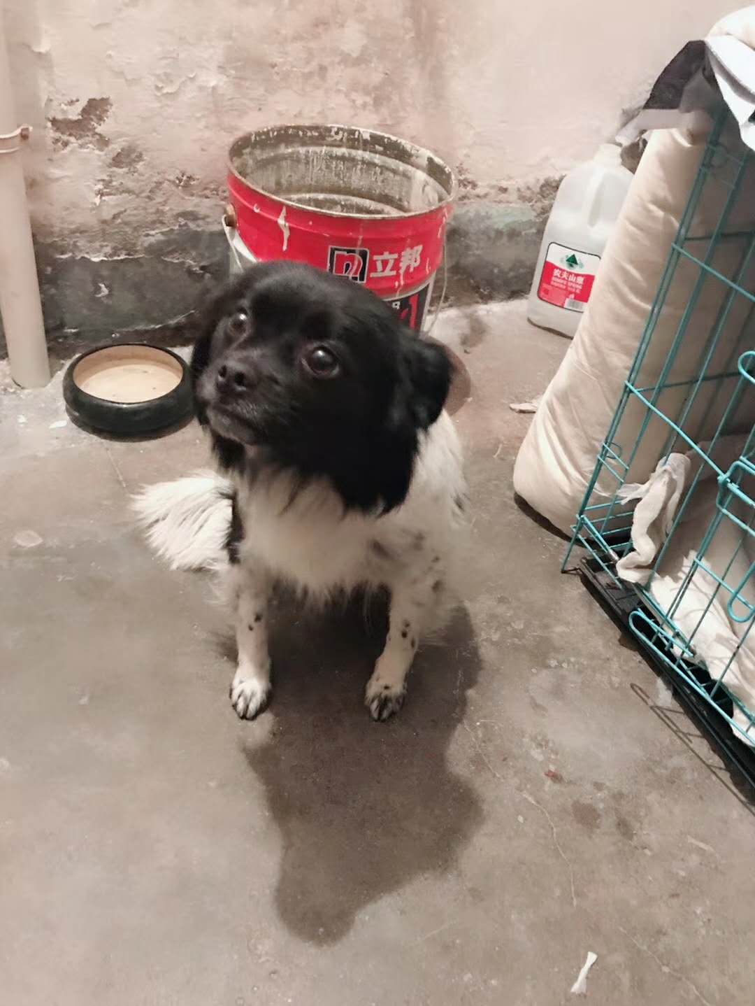 领养|被抛弃后 狗狗成年累月在门口等待主人回