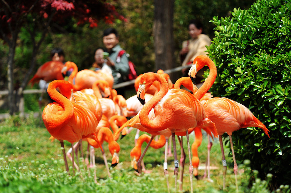 青岛森林野生动物世界举行"爱鸟周"主题宣传活动