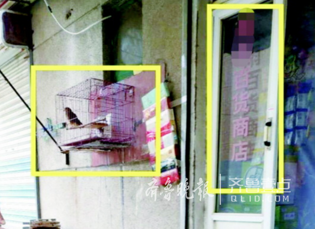 济南一商店鸟笼里养红隼!志愿者报警将其送进