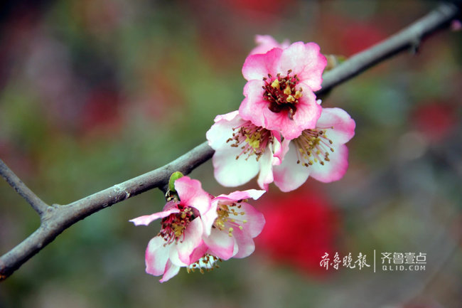 第九届临沂市花海棠文化旅游节将于25日在河东区开幕