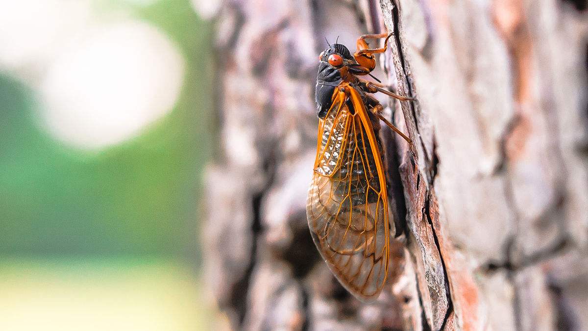 行者说|夏日说蝉,"知了"的前世今生