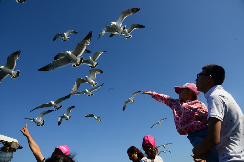 烟台长岛:海上人与海鸥嬉戏,现人与自然和谐美