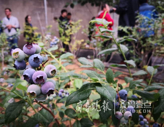 西海岸牵手电商青岛最大蓝莓基地开门迎客