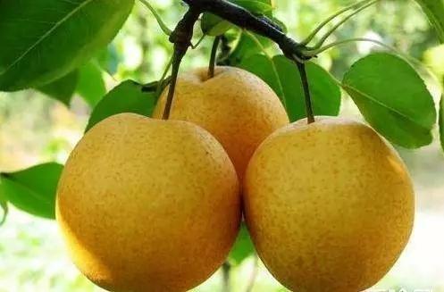 寒露节气将至饮食和起居都有哪些讲究