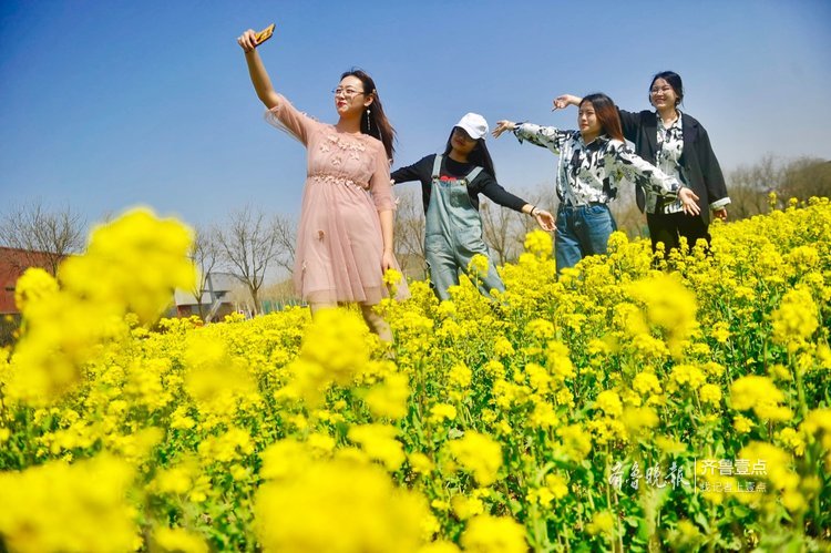 近日隨著天氣轉暖,山東交通學院大片大片的油菜花盛開,陽光下金燦燦