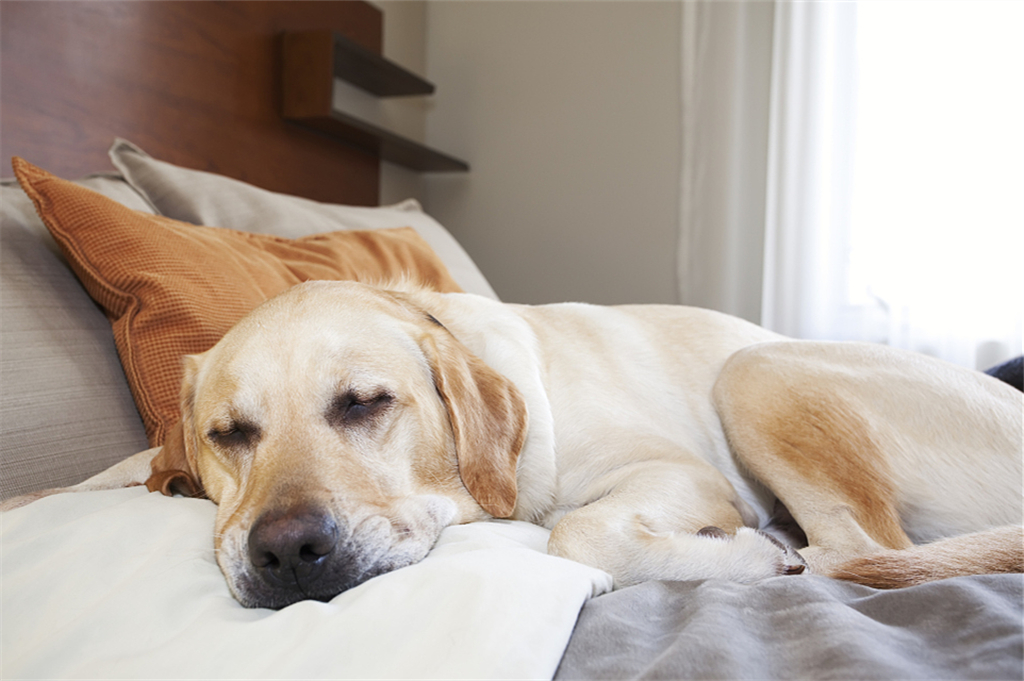 狗狗睡觉100%会做梦!抖腿越厉害象征梦境越精彩