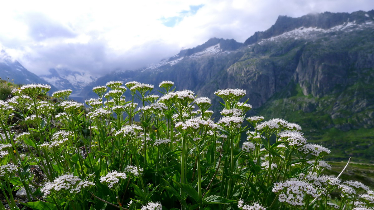 跟天山雪莲似乎挺相似 最终,终于看到一大从雪绒花!唱了大半个青春年